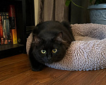 Кошки в Москве: Котик Мотя ищет дом Мальчик, Бесплатно - фото 5