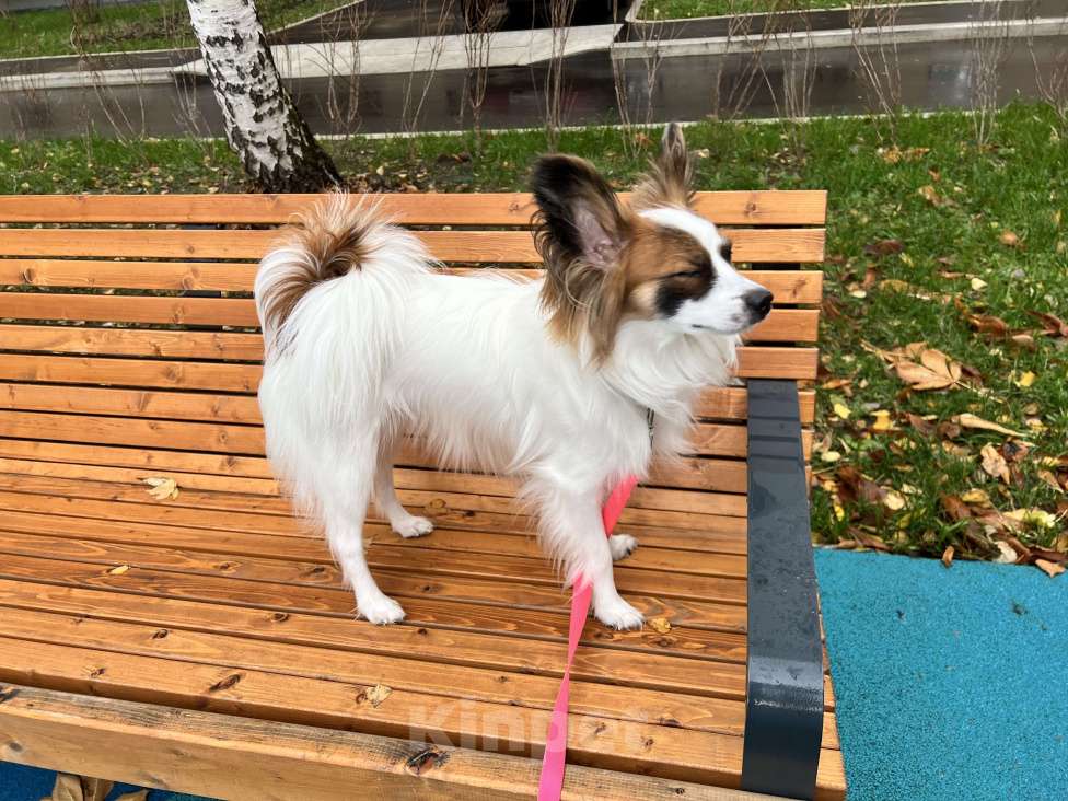 Собаки в Москве: Лапочка Папийон Девочка, 55 000 руб. - фото 5