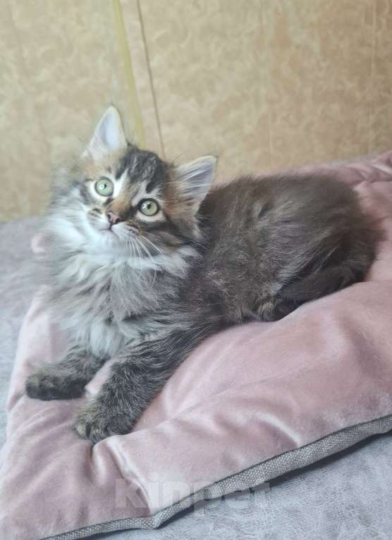 Кошки в Москве: Пушистый котенок в добрые руки  Мальчик, Бесплатно - фото 8