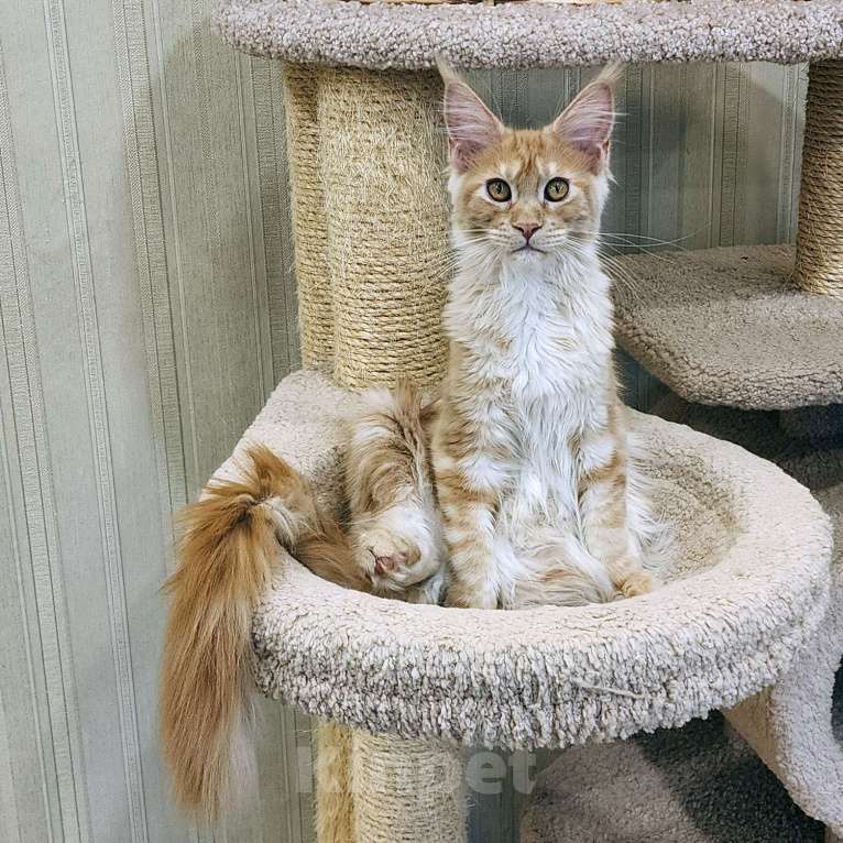 Кошки в Санкт-Петербурге: Серебристая мурчалка из питомника Fiery Friend Девочка, 30 000 руб. - фото 2