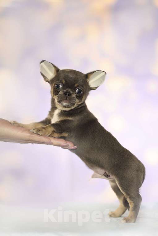 Собаки в Самаре: Чихуахуа мальчик Мальчик, 100 000 руб. - фото 1