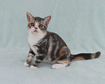 Кошки в Жуковском: Американская короткошерстная кошка Девочка, Бесплатно - фото 3