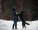 Собаки в Балашихе: Шикарный кобель по имени Цыган ищет семью Мальчик, 100 руб. - фото 2