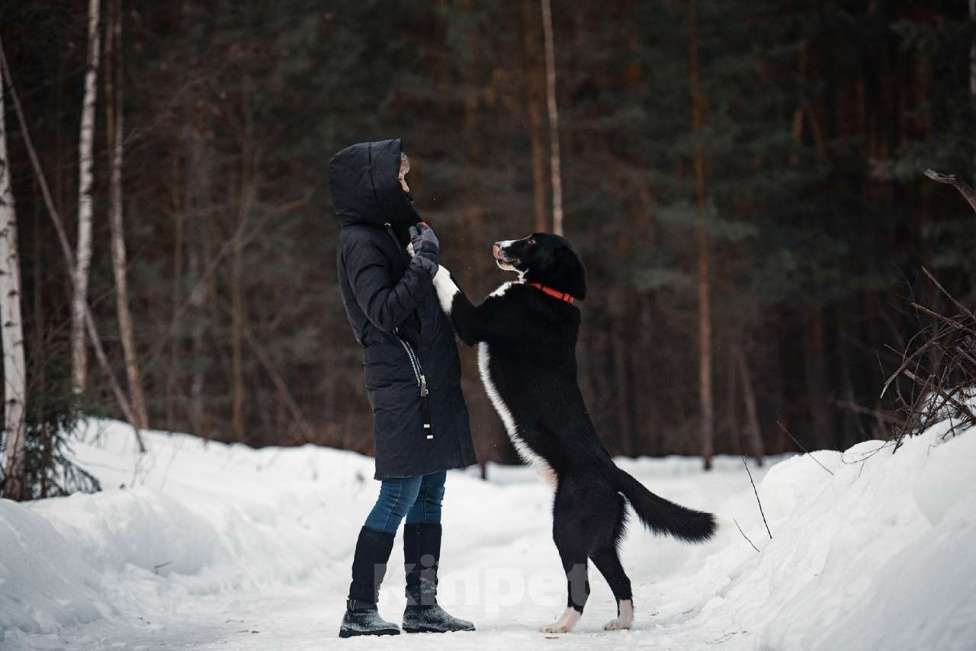 Собаки в Балашихе: Шикарный кобель по имени Цыган ищет семью Мальчик, 100 руб. - фото 2