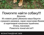 Собаки в Тамбове: Пропала Баунти Девочка, 5 000 руб. - фото 1