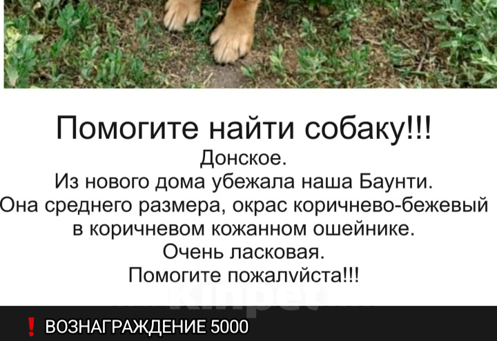 Собаки в Тамбове: Пропала Баунти Девочка, 5 000 руб. - фото 1