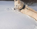 Собаки в Москве: Белый красавец в дар, компаньон Мальчик, Бесплатно - фото 3