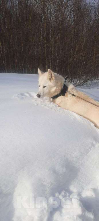 Собаки в Москве: Белый красавец в дар, компаньон Мальчик, Бесплатно - фото 3