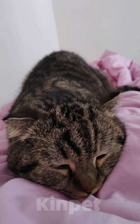 Кошки в Уфе: Отдадим умного доброго кота Степана в добрые руки Мальчик, 1 000 руб. - фото 3