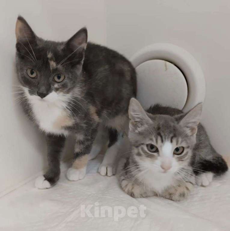 Кошки в Москве: Котенок Карамелька ищет домик Девочка, Бесплатно - фото 2