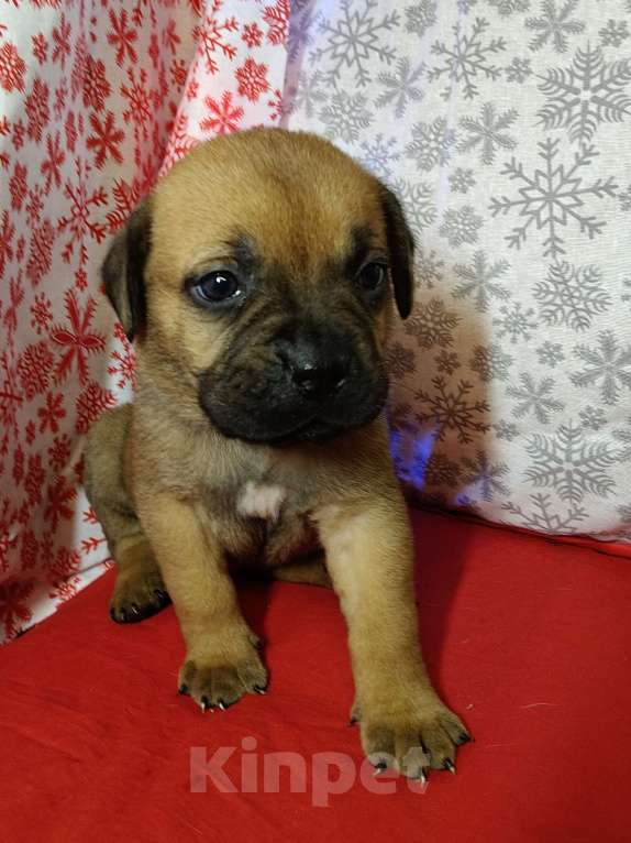 Собаки в других городах Краснодарского края: Кане-Корсо, щенок Девочка, 20 000 руб. - фото 3