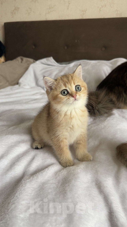 Кошки в Москве: Шотландская прямоухая девочка Девочка, 30 000 руб. - фото 4