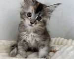 Кошки в Москве: Мейн-кун котенок девочка на серебре Девочка, 60 000 руб. - фото 1