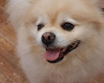 Собаки в Амурске: Вязка, 3 руб. - фото 1