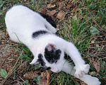 Кошки в Княгинино: Мурочка , Бесплатно - фото 9
