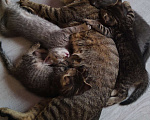 Кошки в Белгороде: Отдаю котяток Мальчик, Бесплатно - фото 6