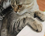 Кошки в Оренбурге: Пропал кот Лёлик  Мальчик, Бесплатно - фото 1