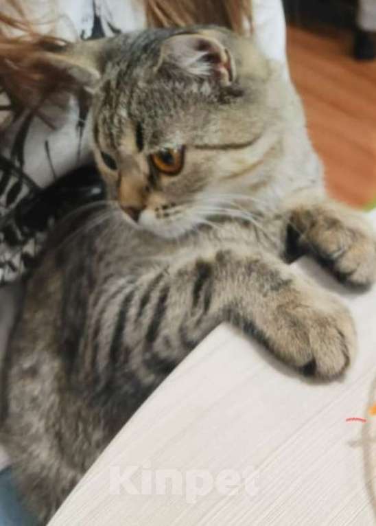 Кошки в Оренбурге: Пропал кот Лёлик  Мальчик, Бесплатно - фото 1