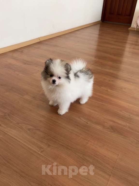 Собаки в Москве: Померанский шпиц, мальчик , 3 месяца  Мальчик, 40 000 руб. - фото 1