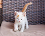 Кошки в Москве: Котёнок Семён ищет дом  Мальчик, Бесплатно - фото 3