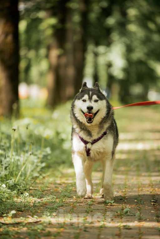 Собаки в Москве: Канзи ищет дом.  В добрые руки. Мальчик, Бесплатно - фото 4