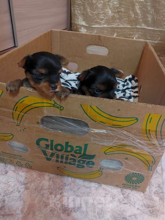 Собаки в Пензе: Йоркширский терьер щеночки Разнополые, 20 000 руб. - фото 2