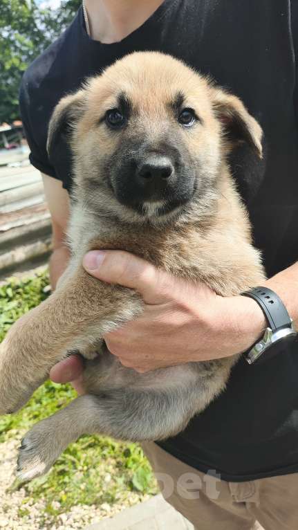 Собаки в других городах Орловской области: Щенки в добрые руки Девочка, Бесплатно - фото 3