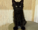 Кошки в Майкопе: Мейн-кун мальчик Мальчик, 35 000 руб. - фото 2