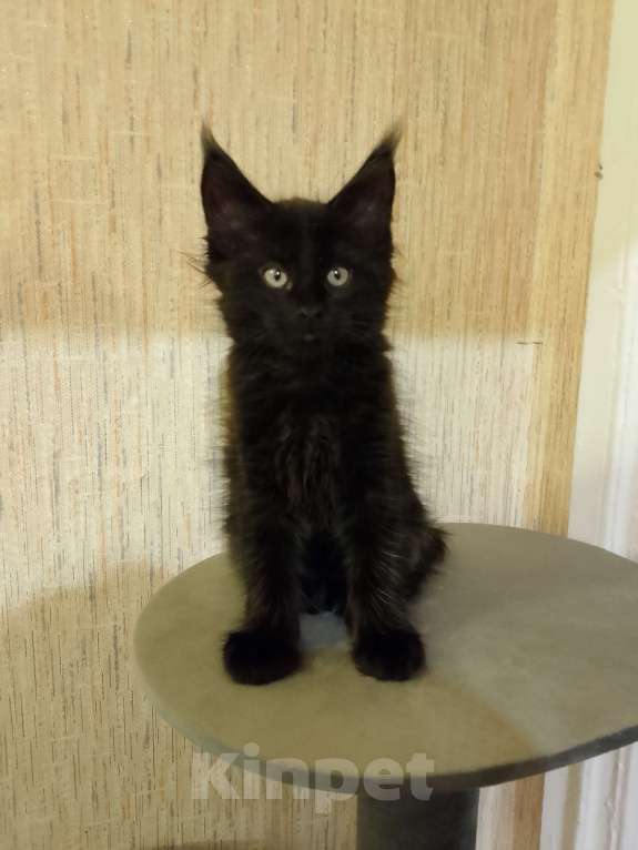 Кошки в Майкопе: Мейн-кун мальчик Мальчик, 35 000 руб. - фото 2