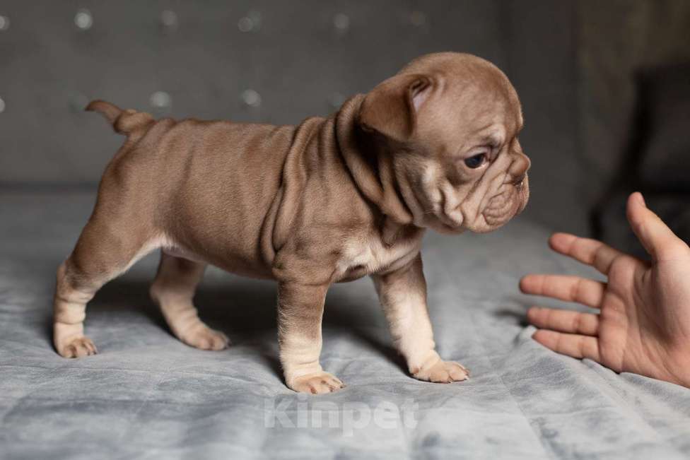 Собаки в Москве: Французский бульдог (бигроп), щенок Девочка, 170 000 руб. - фото 4