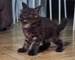 Кошки в Москве: Котенок мейн-кун Девочка, Бесплатно - фото 6