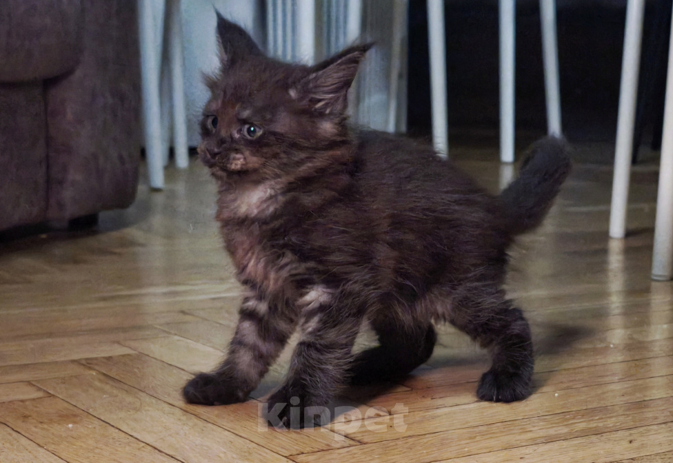 Кошки в Москве: Котенок мейн-кун Девочка, Бесплатно - фото 6
