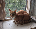 Кошки в Санкт-Петербурге: Котик-мурлыка ищет дом Мальчик, Бесплатно - фото 5
