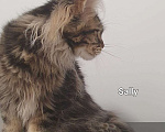 Кошки в Ейске: котята Мейн-Кун Девочка, 40 000 руб. - фото 2
