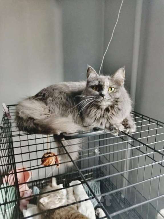 Кошки в Самаре: Грейс, чьё имя означает «Благодать», ищет свой дом. Девочка, Бесплатно - фото 3