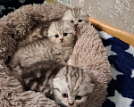 Кошки в Москве: Продаются кошечки и котики , мальчики и девочки Разнополые, 10 000 руб. - фото 1