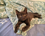 Кошки в Москве: Котёнок (девочка) в добрые руки Девочка, Бесплатно - фото 4