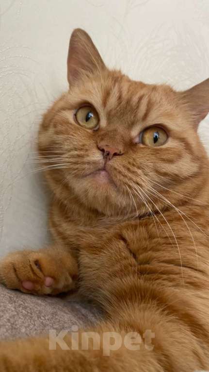 Кошки в Омске:  Пропал Мальчик, Бесплатно - фото 2