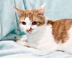 Кошки в Москве: Чупачупс - рыжий обнимательный котик в дар Мальчик, Бесплатно - фото 6