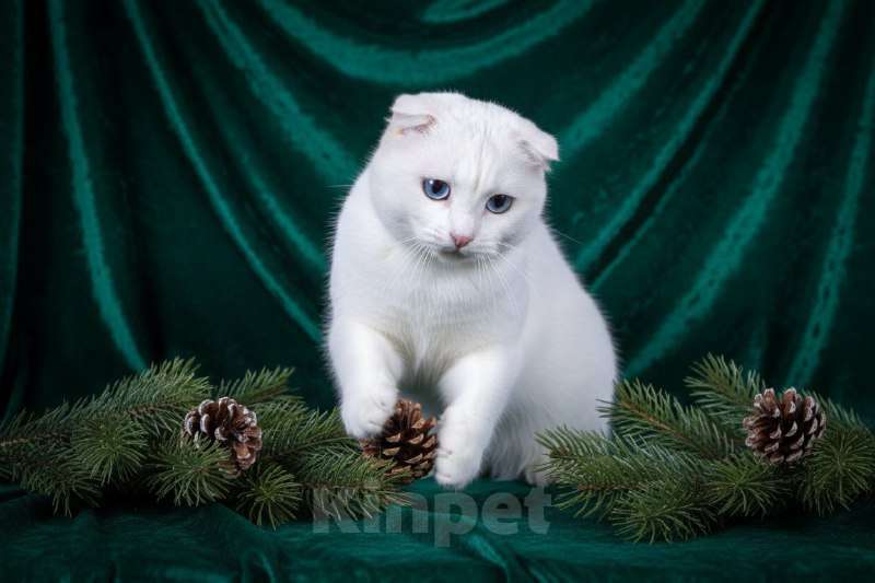 Кошки в Москве: Белая, вислоухая, голубоглазая кошка в дар Девочка, Бесплатно - фото 3