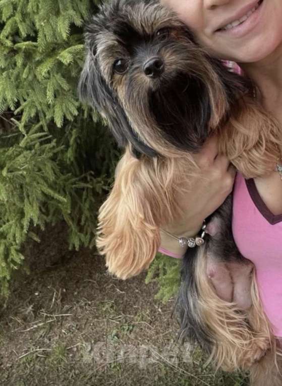 Собаки в Коломне: Генри малыш йоркширского терьера Мальчик, 50 000 руб. - фото 2