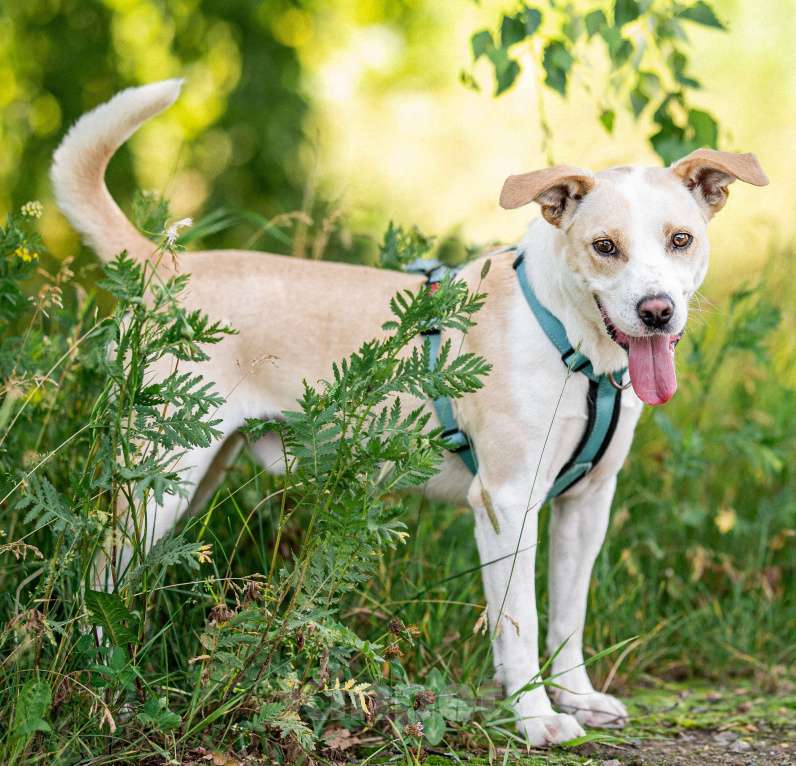 Собаки в Москве: Смелый Бинго из приюта ищет дом Мальчик, Бесплатно - фото 5