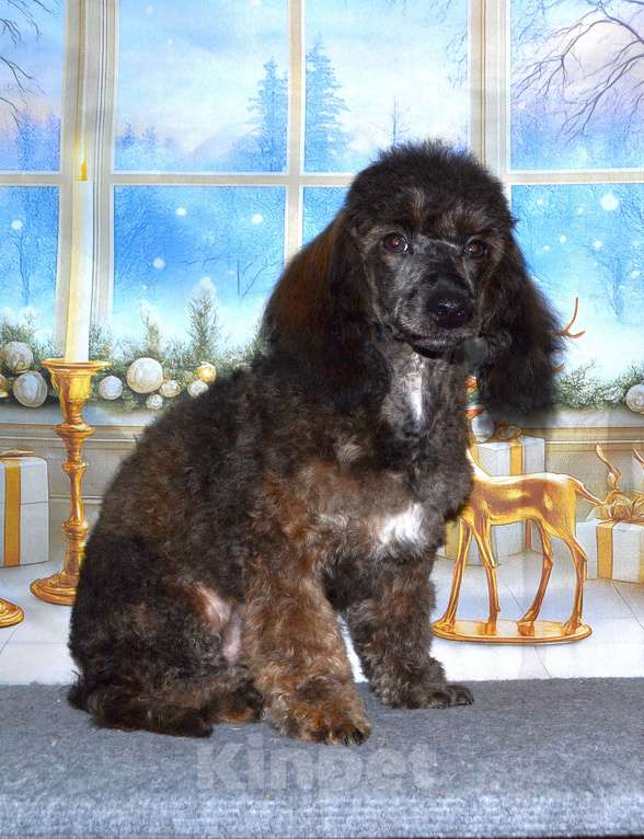 Собаки в Глазове: Онегин Мальчик, 10 000 руб. - фото 4