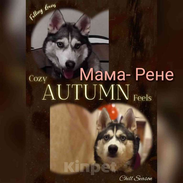 Собаки в Твери: Продаётся щенок породы Сибирской хаски  Мальчик, 10 000 руб. - фото 2