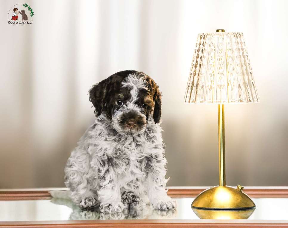 Собаки в Москве: Щенок лаготто романьоло Мальчик, 200 000 руб. - фото 1