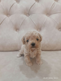 Продаю мальтипу  f1, дата рождения 28.12.2025. Мама мальтийская болонка, папа той пудель Китай