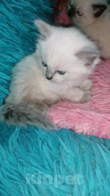 Кошки в Москве: Шотландские котята хайленд  Мальчик, 8 000 руб. - фото 4