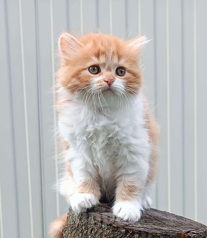 Кошки в Воронеже: Шотландские котята Мальчик, Бесплатно - фото 1