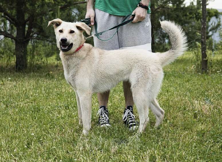 Собаки в Москве: Белая метис лабрадор Маша в добрые руки Девочка, Бесплатно - фото 5