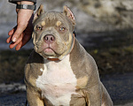 Собаки в Москве: Американский булли подрощеный щенок Мальчик, 100 000 руб. - фото 9